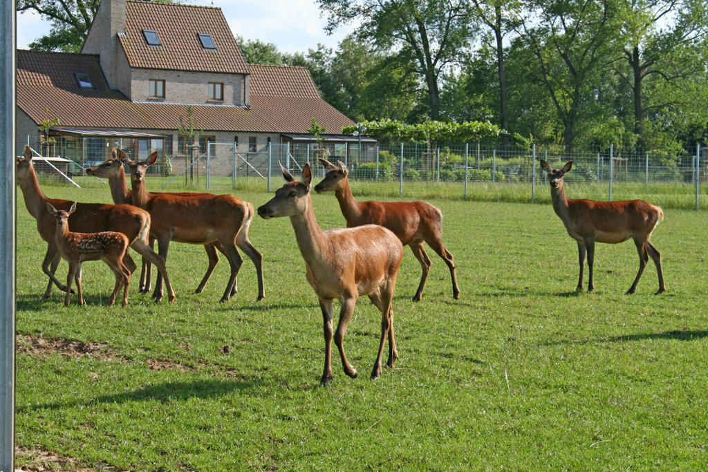 'T Leeg Huys Vila Lo-Reninge Quarto foto